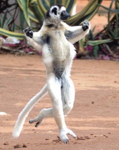 lemur